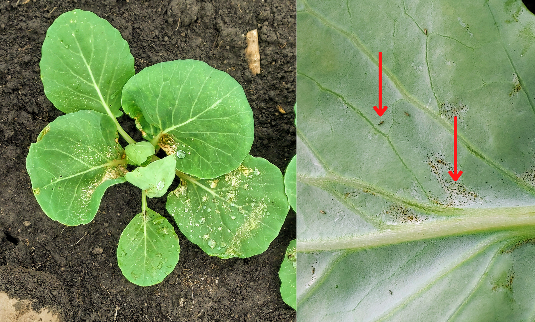 Thrips and cabbage